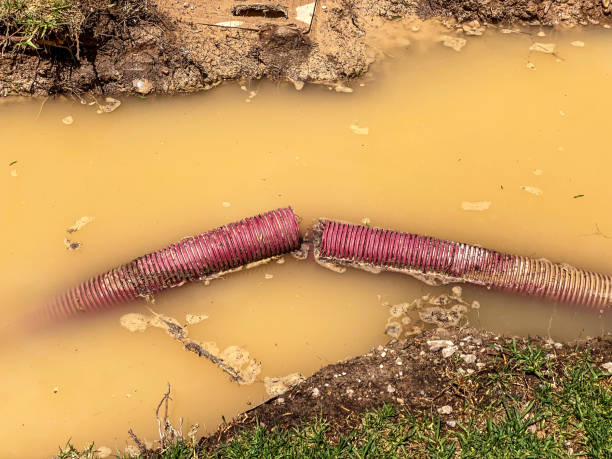 Best Mold removal after water damage  in China, TX